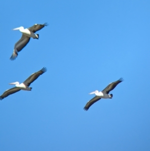 Pelecanus conspicillatus at Cullivel, NSW - 7 Mar 2023