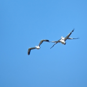Pelecanus conspicillatus at Cullivel, NSW - 7 Mar 2023 11:04 AM