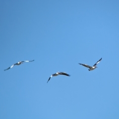 Pelecanus conspicillatus at Cullivel, NSW - 7 Mar 2023 11:04 AM
