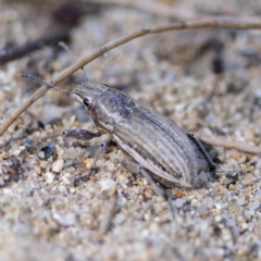 Naupactus leucoloma (White-fringed weevil) at Stromlo, ACT - 26 Feb 2023 by KorinneM