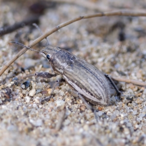 Naupactus leucoloma at Stromlo, ACT - 26 Feb 2023