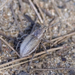 Naupactus leucoloma at Stromlo, ACT - 26 Feb 2023