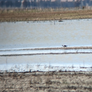 Himantopus leucocephalus at Cullivel, NSW - 7 Mar 2023 11:42 AM