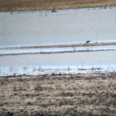 Himantopus leucocephalus at Cullivel, NSW - 7 Mar 2023