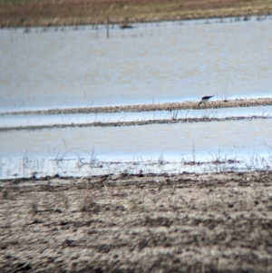 Himantopus leucocephalus at Cullivel, NSW - 7 Mar 2023 11:42 AM