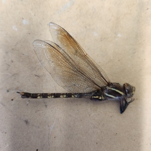 Adversaeschna brevistyla at Molonglo Valley, ACT - 7 Mar 2023