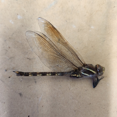 Adversaeschna brevistyla (Blue-spotted Hawker) at Molonglo Valley, ACT - 7 Mar 2023 by AaronClausen