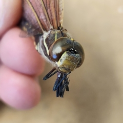 Adversaeschna brevistyla at Molonglo Valley, ACT - 7 Mar 2023