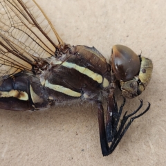 Adversaeschna brevistyla at Molonglo Valley, ACT - 7 Mar 2023