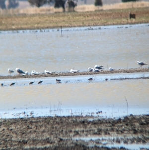 Calidris acuminata at Cullivel, NSW - 7 Mar 2023