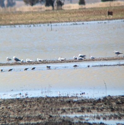 Calidris acuminata (Sharp-tailed Sandpiper) at Cullivel, NSW - 7 Mar 2023 by Darcy