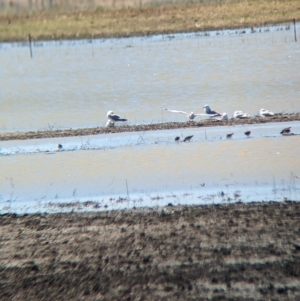 Calidris acuminata at Cullivel, NSW - 7 Mar 2023