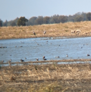 Grus rubicunda at Cullivel, NSW - 7 Mar 2023