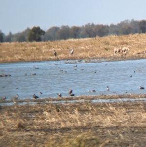 Grus rubicunda at Cullivel, NSW - 7 Mar 2023 12:18 PM