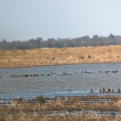 Grus rubicunda at Cullivel, NSW - 7 Mar 2023