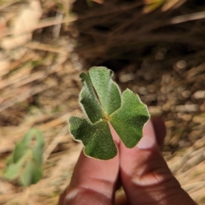 Marsilea drummondii at Walla Walla, NSW - 7 Mar 2023 03:49 PM