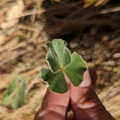 Marsilea drummondii (Common Nardoo) at Wiesners Swamp Nature Reserve - 7 Mar 2023 by Darcy