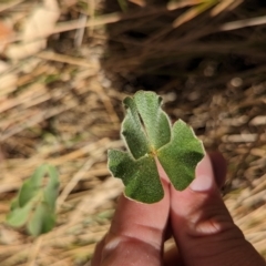 Marsilea drummondii at Walla Walla, NSW - 7 Mar 2023 03:49 PM