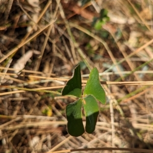 Marsilea drummondii at Walla Walla, NSW - 7 Mar 2023 03:49 PM