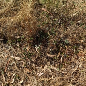 Marsilea drummondii at Walla Walla, NSW - 7 Mar 2023 03:49 PM