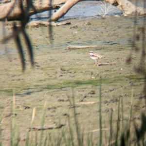 Charadrius melanops at Walla Walla, NSW - 7 Mar 2023 04:15 PM