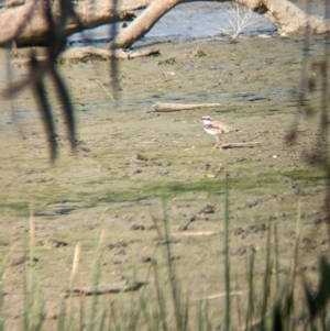 Elseyornis melanops (Black-fronted Dotterel) at Walla Walla, NSW by Darcy