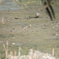 Charadrius melanops at Walla Walla, NSW - 7 Mar 2023 04:15 PM