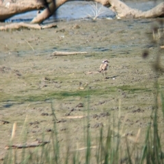 Charadrius melanops at Walla Walla, NSW - 7 Mar 2023 04:15 PM