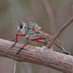 Zosteria sp. (genus) (Common brown robber fly) at Dryandra St Woodland - 11 Feb 2023 by ConBoekel