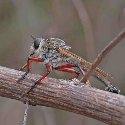 Zosteria sp. (genus) (Common brown robber fly) at Dryandra St Woodland - 11 Feb 2023 by ConBoekel