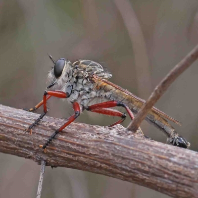 Zosteria sp. (genus) (Common brown robber fly) at O'Connor, ACT - 11 Feb 2023 by ConBoekel