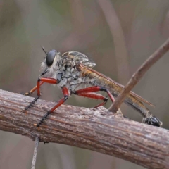Zosteria sp. (genus) (Common brown robber fly) at O'Connor, ACT - 11 Feb 2023 by ConBoekel