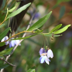 Billardiera heterophylla (Western Australian Bluebell Creeper) at O'Connor, ACT - 11 Feb 2023 by ConBoekel