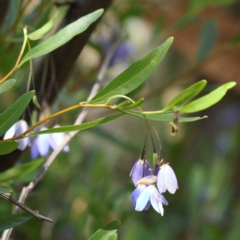 Billardiera heterophylla (Western Australian Bluebell Creeper) at Dryandra St Woodland - 10 Feb 2023 by ConBoekel