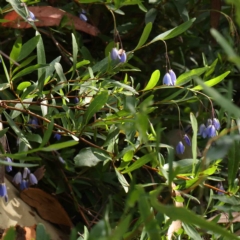 Billardiera heterophylla at O'Connor, ACT - 11 Feb 2023