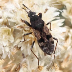 Euander lacertosus (Strawberry bug) at Dryandra St Woodland - 11 Feb 2023 by ConBoekel