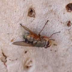 Unidentified Blow fly (Calliphoridae) at O'Connor, ACT - 11 Feb 2023 by ConBoekel