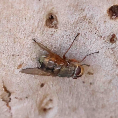 Calyptrate (subsection) (Unidentified house-flies, blow-flies and their allies) at O'Connor, ACT - 11 Feb 2023 by ConBoekel