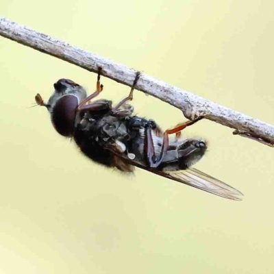 Psilota sp. (genus) (Hover fly) at Dryandra St Woodland - 11 Feb 2023 by ConBoekel