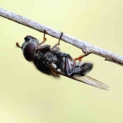 Psilota sp. (genus) (Hover fly) at Dryandra St Woodland - 11 Feb 2023 by ConBoekel