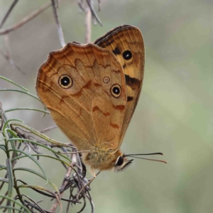 Heteronympha paradelpha at O'Connor, ACT - 11 Feb 2023