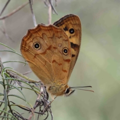 Heteronympha paradelpha (Spotted Brown) at O'Connor, ACT - 11 Feb 2023 by ConBoekel