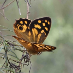 Heteronympha paradelpha at O'Connor, ACT - 11 Feb 2023