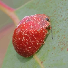 Paropsis variolosa (Variolosa leaf beetle) at Dryandra St Woodland - 11 Feb 2023 by ConBoekel