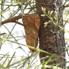 Achaea janata (Castor Oil Looper or Croton Caterpillar) at Dryandra St Woodland - 11 Feb 2023 by ConBoekel