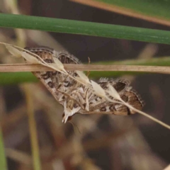 Nacoleia rhoeoalis (A Crambid moth (Spilomelinae) at O'Connor, ACT - 11 Feb 2023 by ConBoekel