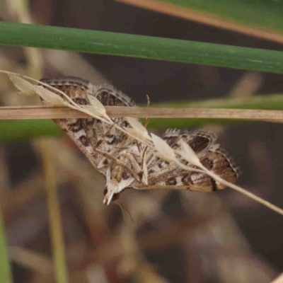 Nacoleia rhoeoalis (A Crambid moth (Spilomelinae) at O'Connor, ACT - 11 Feb 2023 by ConBoekel