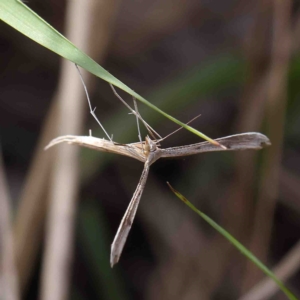 Platyptilia celidotus at O'Connor, ACT - 11 Feb 2023 03:10 PM