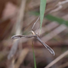 Platyptilia celidotus at O'Connor, ACT - 11 Feb 2023