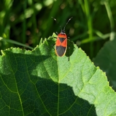 Dindymus versicolor (Harlequin Bug) at Albury - 6 Mar 2023 by Darcy